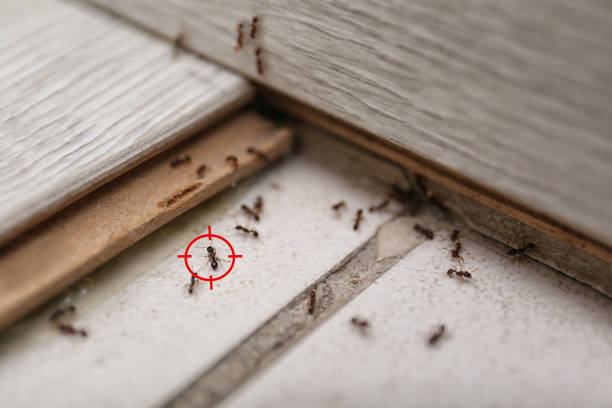 Best Cockroach Control Services  in Bennington, NE