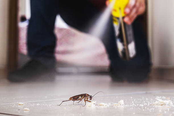 Best Flea Control Services  in Bennington, NE